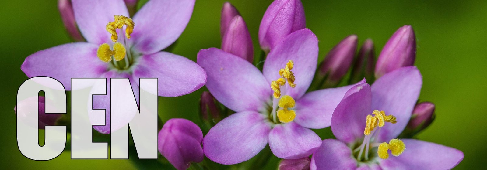 Centaury