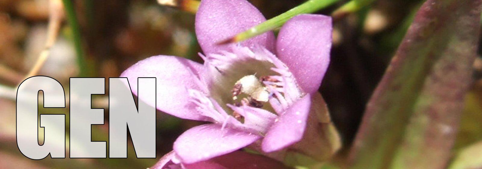 Gentian
