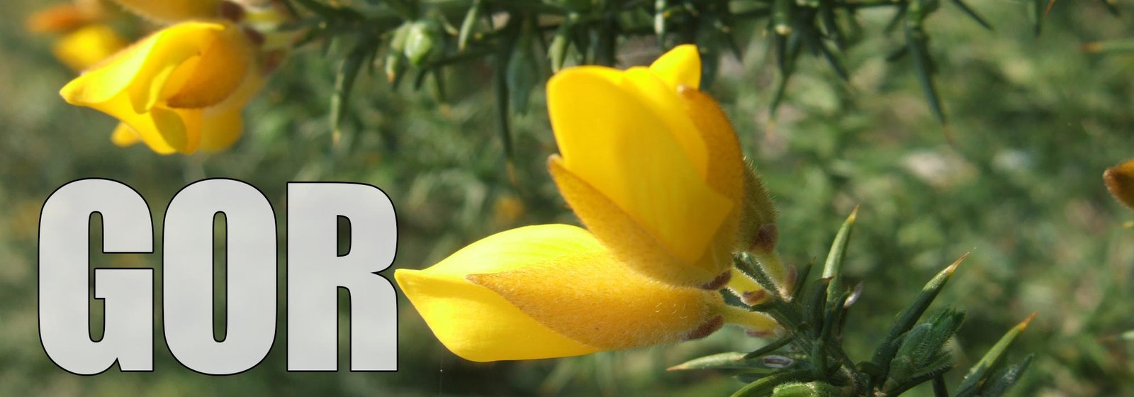 Gorse