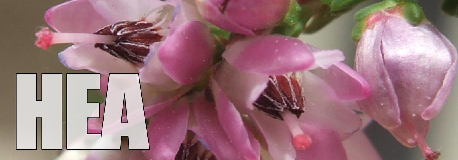 Heather