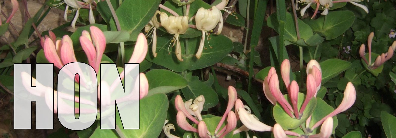 Honeysuckle