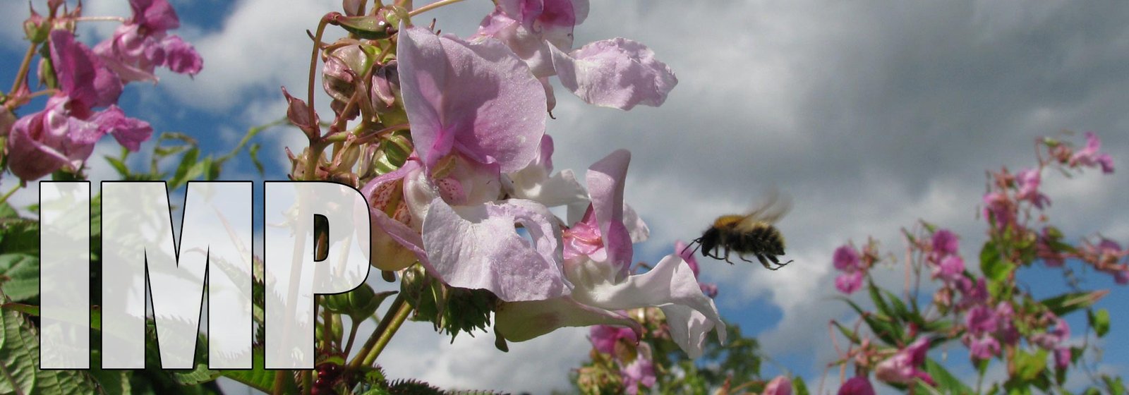 Impatiens