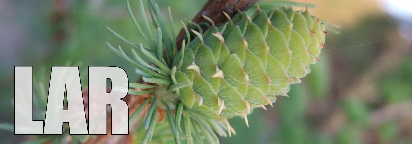 Larch