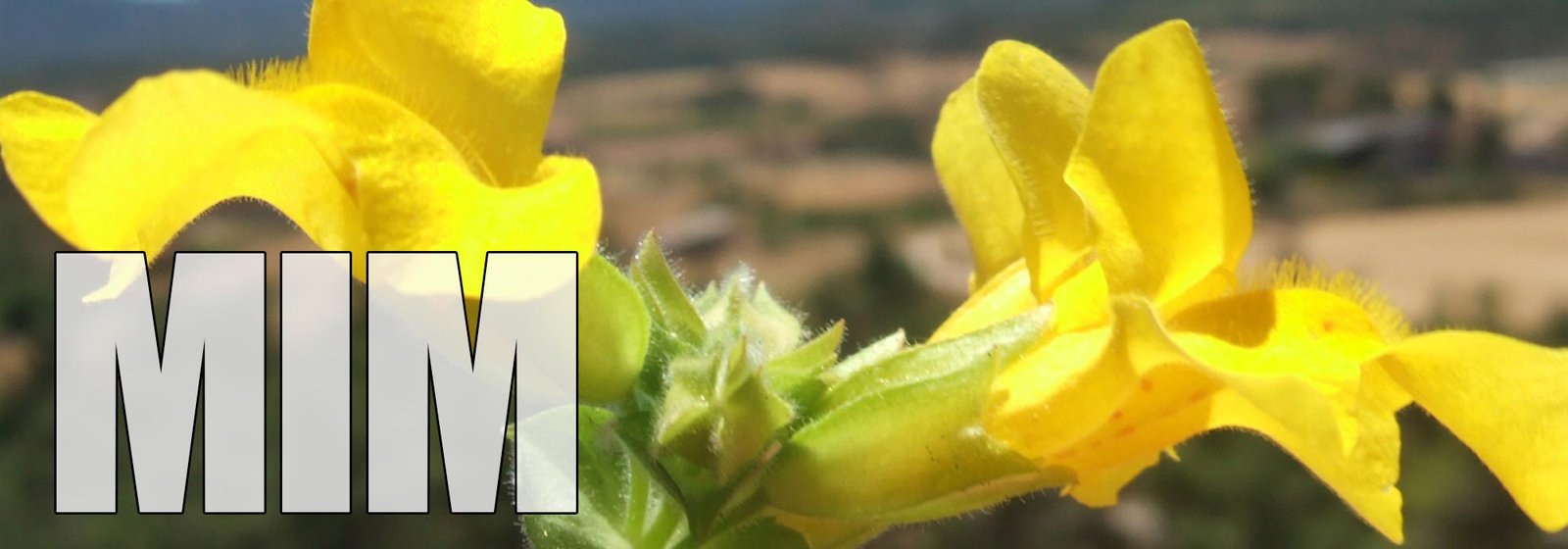 Mimulus