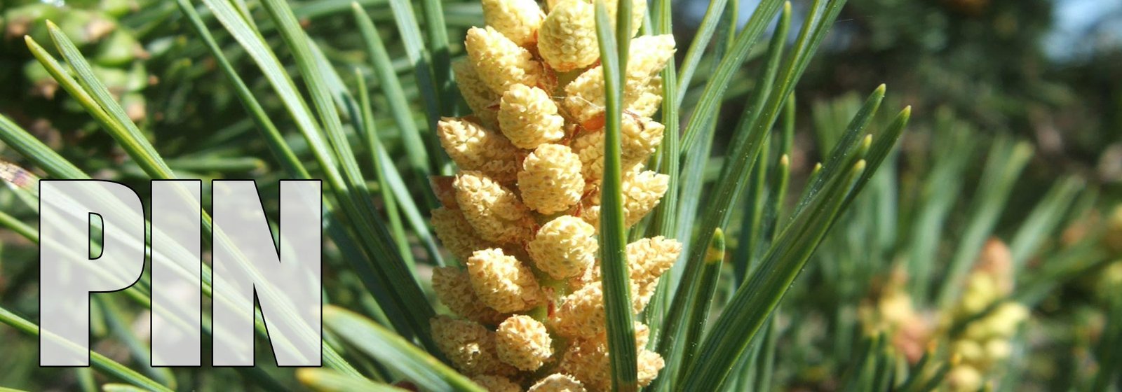 Pine