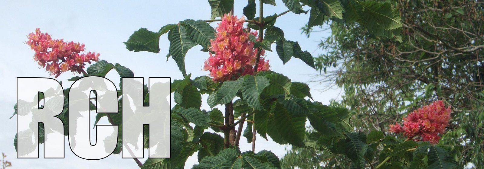 Red Chestnut