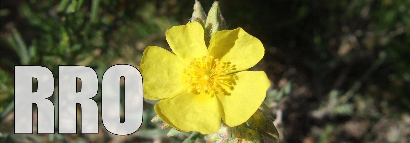 Rock Rose