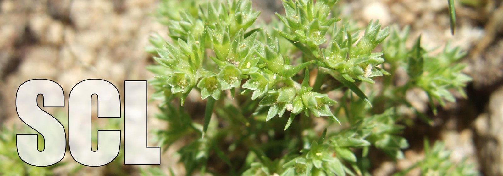 Scleranthus