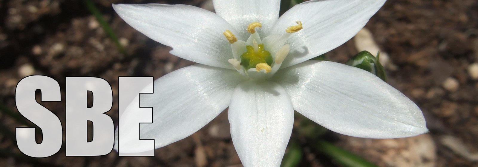 Star of Bethlehem