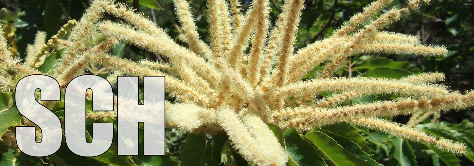 Sweet Chestnut