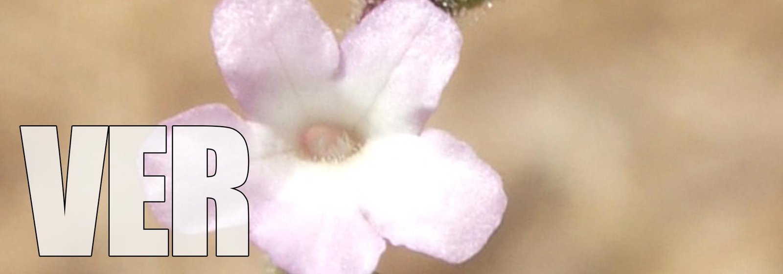 Vervain