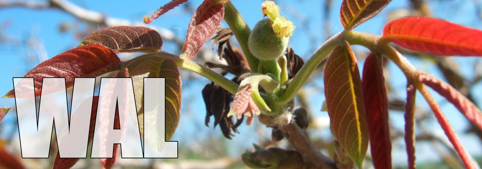 Walnut