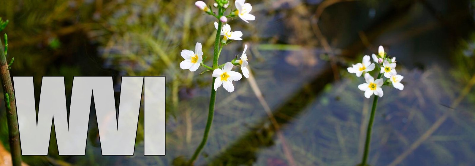 Water Violet