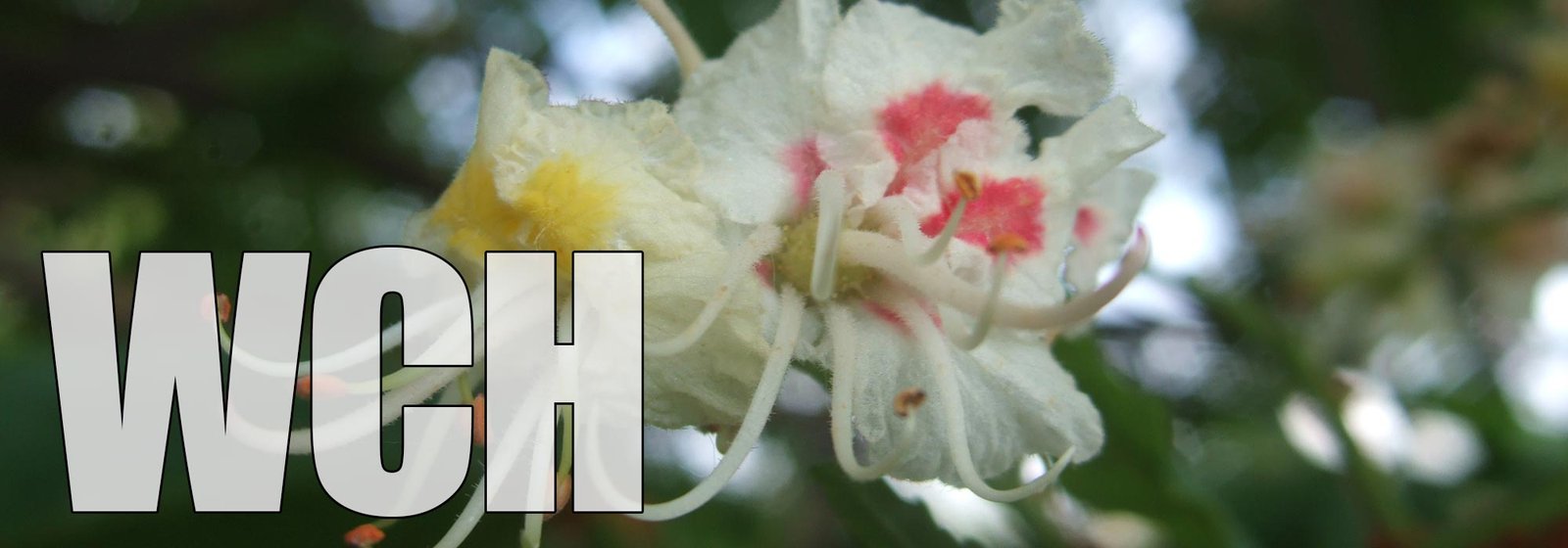 White Chestnut