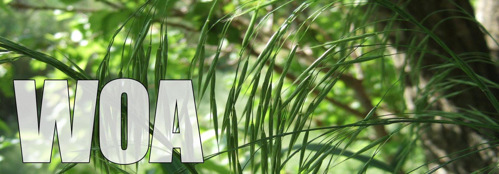 Wild Oat